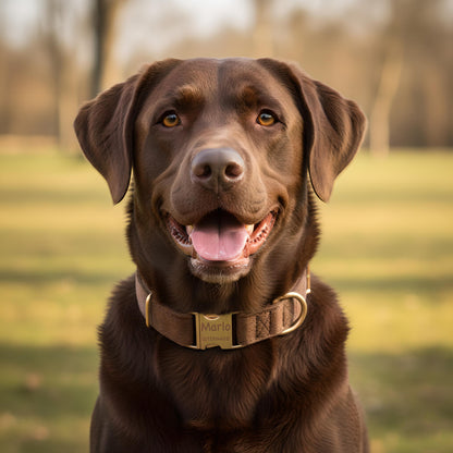 Hundehalsband personalisiert mit Namen Hundemarke Halsband Hund Geschenk mit Gravur Braun