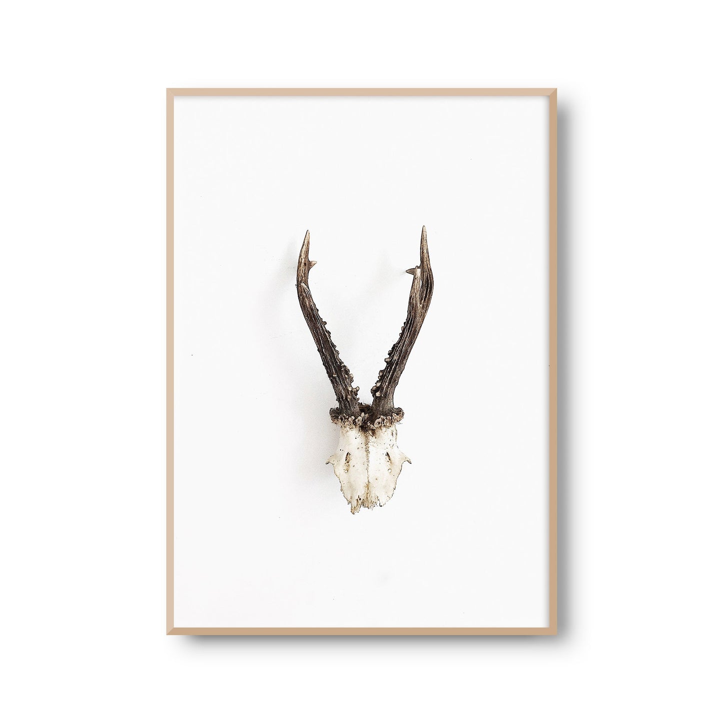 Fotoposter Geweih Reh Fotokunst Fotografie Poster Fotoprint Kunstdruck Bild Wanddeko Foto Wandbild Kunst (OHNE RAHMEN)