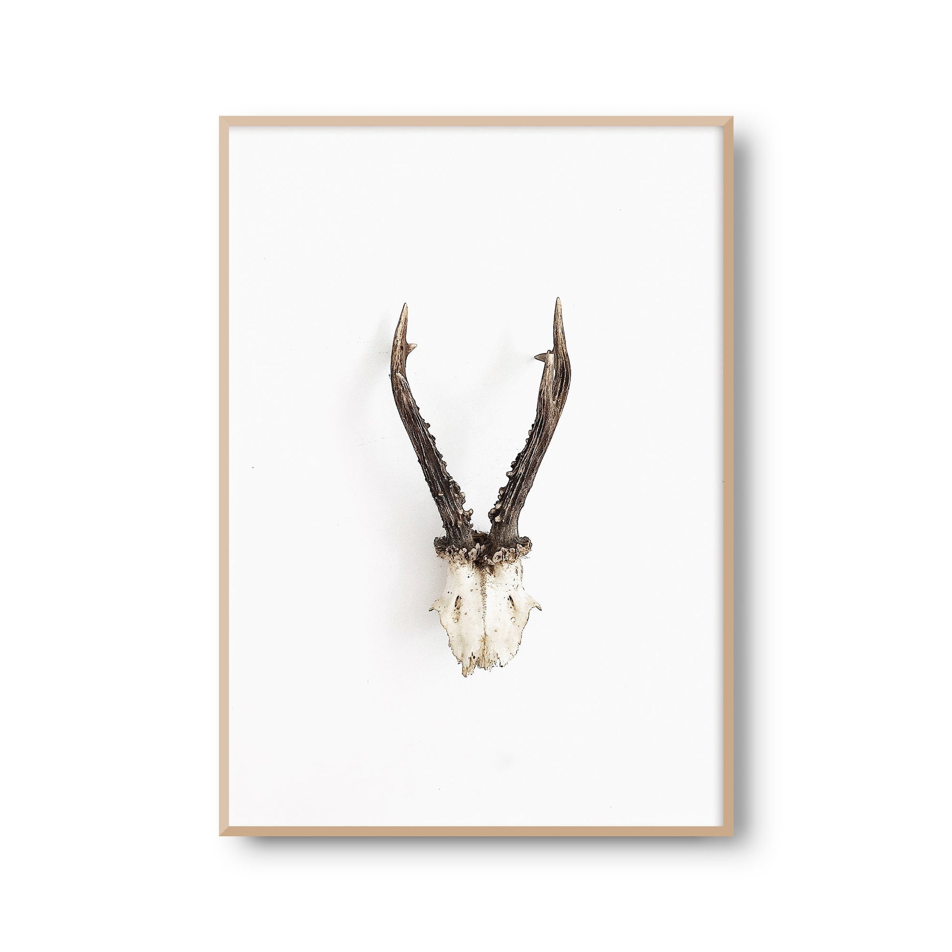 Fotoposter Geweih Reh Fotokunst Fotografie Poster Fotoprint Kunstdruck Bild Wanddeko Foto Wandbild Kunst (OHNE RAHMEN)