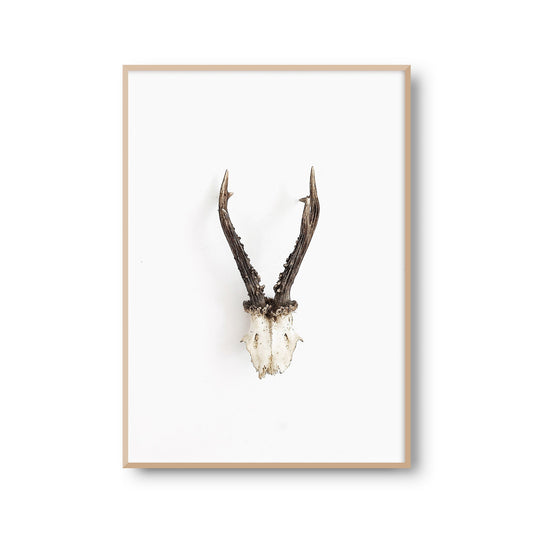 Fotoposter Geweih Reh Fotokunst Fotografie Poster Fotoprint Kunstdruck Bild Wanddeko Foto Wandbild Kunst (OHNE RAHMEN)