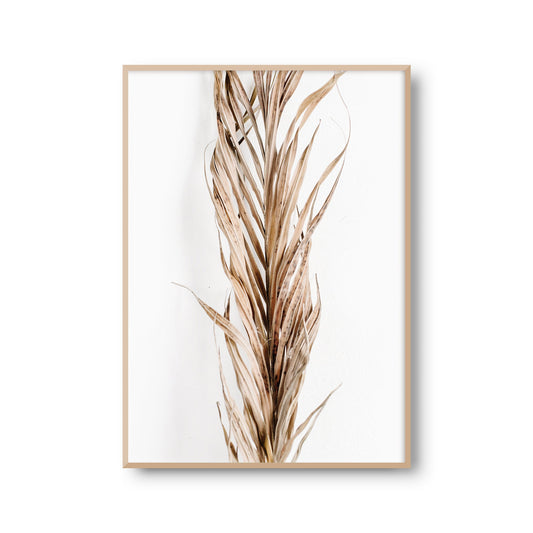 Fotoposter "Vertrockneter Palmenwedel" Palmenblätter Palme Fotokunst Fotografie Poster Fotoprint Kunstdruck Wanddeko (OHNE RAHMEN)