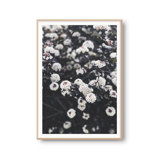 Fotoposter "Kleine Blüten" Blumen Florale Fotokunst Fotografie Poster Fotoprint Kunstdruck Bild Wanddeko Foto Wandbild Kunst (OHNE RAHMEN)