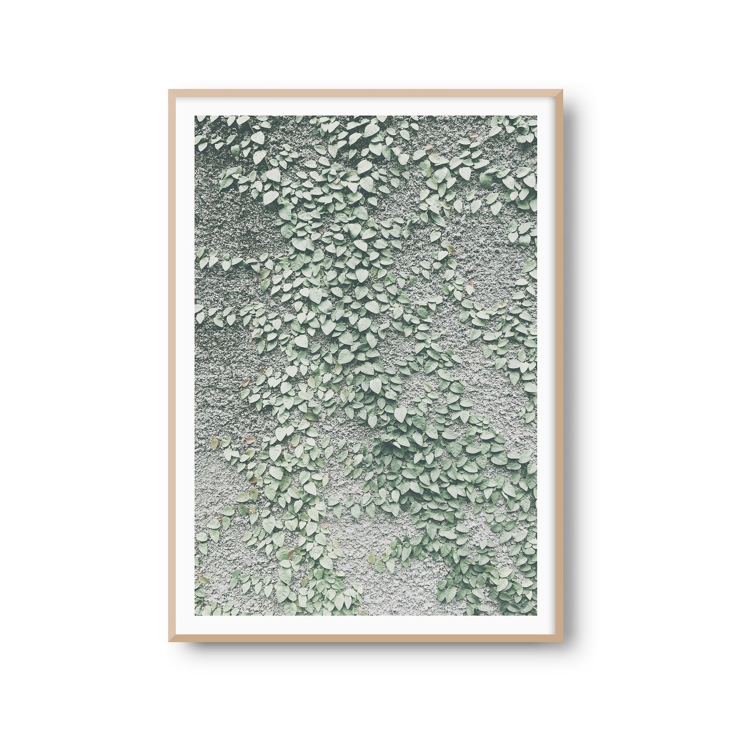 Fotoposter "Wandranke" Ranken Pflanze Fotokunst Fotografie Poster Fotoprint Kunstdruck Bild Wanddeko Foto Wandbild Kunst (OHNE RAHMEN)