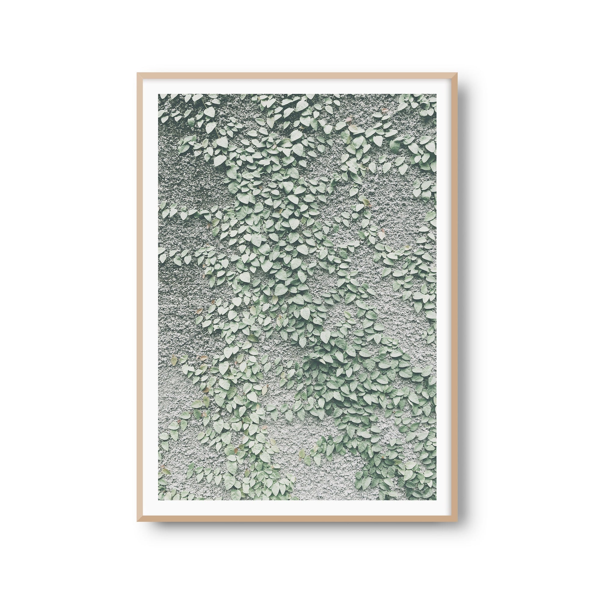 Fotoposter "Wandranke" Ranken Pflanze Fotokunst Fotografie Poster Fotoprint Kunstdruck Bild Wanddeko Foto Wandbild Kunst (OHNE RAHMEN)