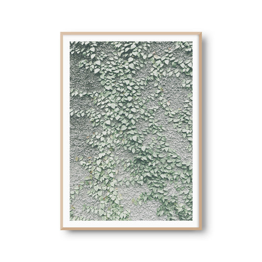 Fotoposter "Wandranke" Ranken Pflanze Fotokunst Fotografie Poster Fotoprint Kunstdruck Bild Wanddeko Foto Wandbild Kunst (OHNE RAHMEN)