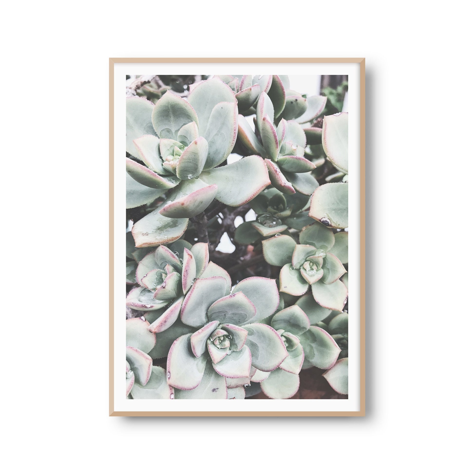 Wanddeko Poster "Sukkulente" Pflanze Fotoprint Kunstdruck Bild Fotografie Print Wandbild Kunstdruck (OHNE RAHMEN)