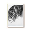 Fotoposter Palmenwedel Palmenblätter Palme Fotokunst Fotografie Poster Fotoprint Kunstdruck Bild Wanddeko Foto Wandbild Kunst (OHNE RAHMEN)