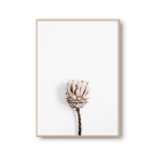 Fotoposter "Trockenblume" Blume Florale Fotokunst Fotografie Poster Fotoprint Kunstdruck Bild Wanddeko Foto Wandbild Kunst (OHNE RAHMEN)