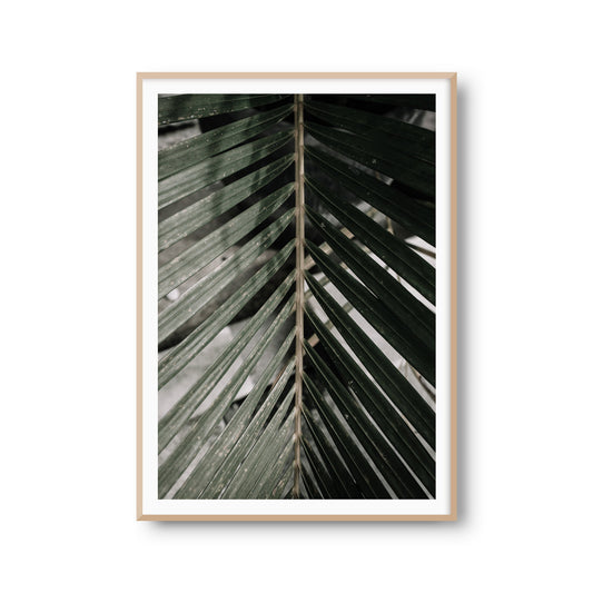 Fotoposter "Palmenwedel" Palmenblatt Palme Fotokunst Fotografie Poster Fotoprint Kunstdruck Bild Wanddeko Foto Wandbild Kunst (OHNE RAHMEN)