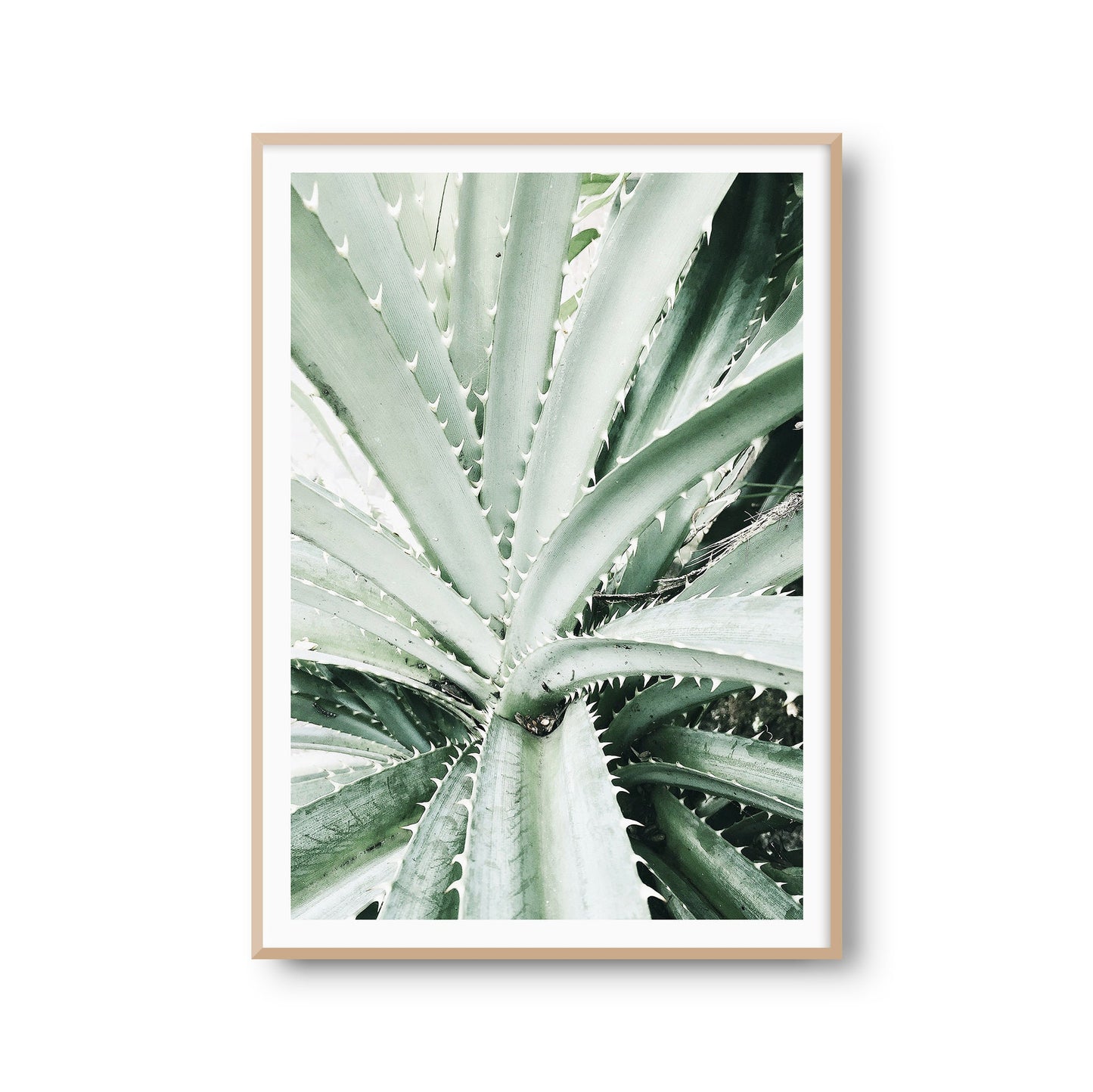 Wanddeko Poster "Kaktus" Pflanze Fotoprint Kunstdruck Bild Fotografie Print Wandbild Kunstdruck (OHNE RAHMEN)